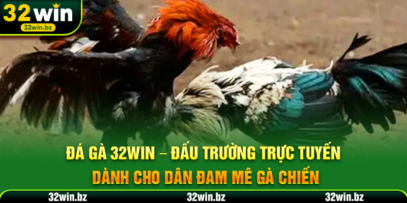 Đá Gà 32WIN – Đấu trường trực tuyến dành cho dân đam mê gà chiến