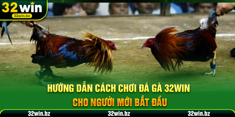 Hướng dẫn cách chơi đá gà 32WIN cho người mới bắt đầu